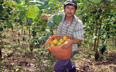 Fruticultores de Carchi e Imbabura consolidan sus frutales en el país